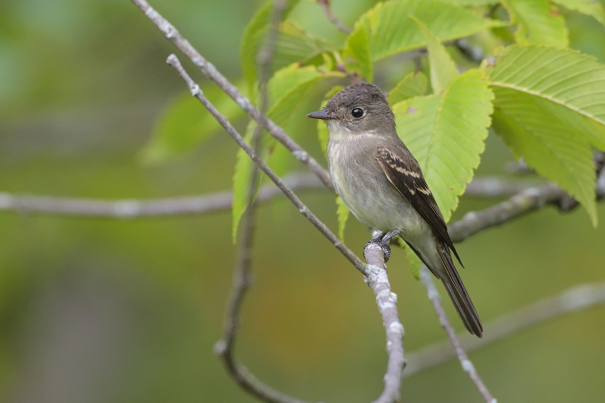 Eastern Wood-Pewee - ML366808551