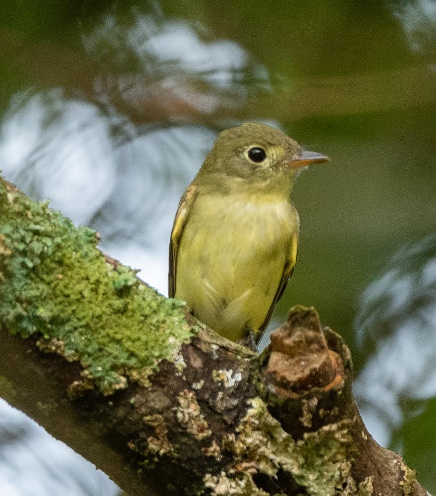 Yellow-bellied Flycatcher - ML366809631