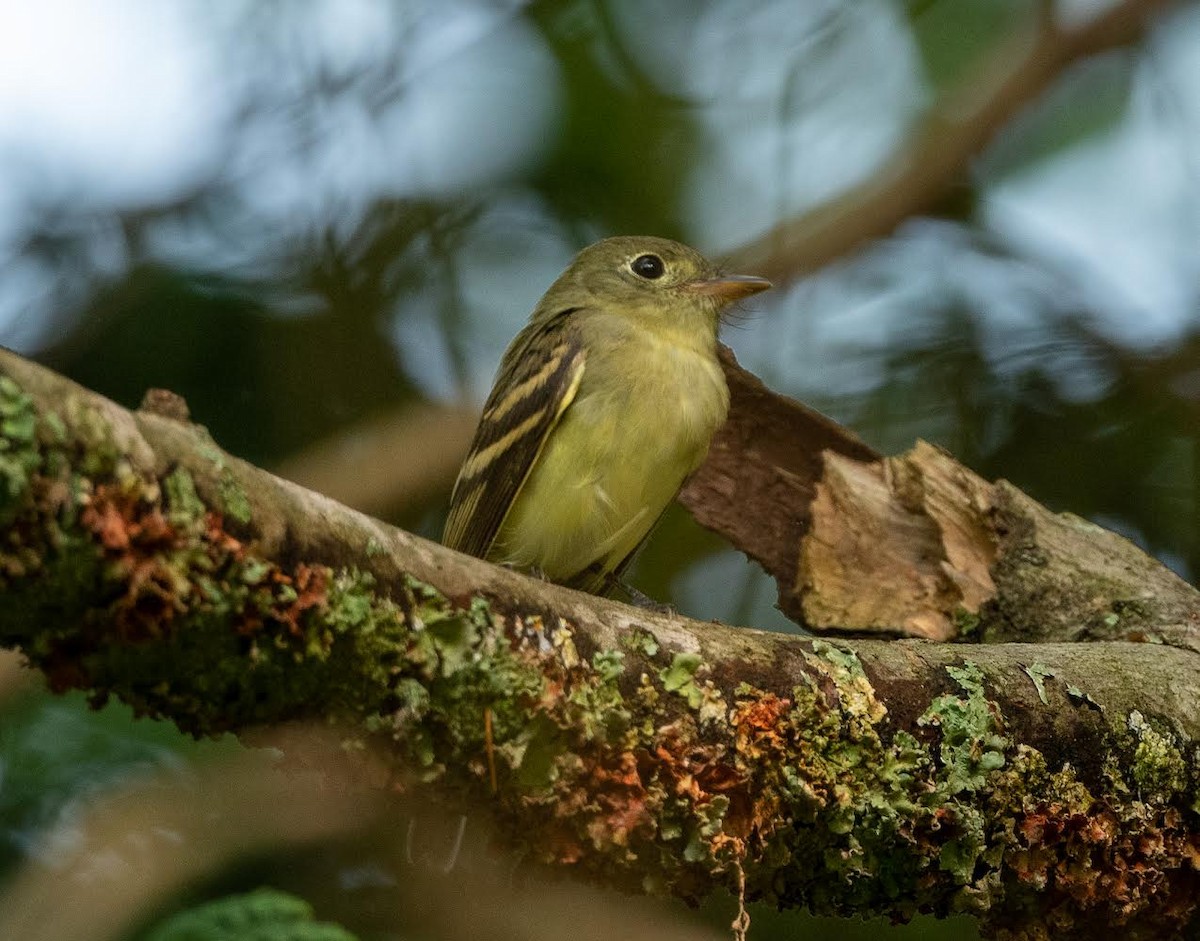 Yellow-bellied Flycatcher - ML366809641