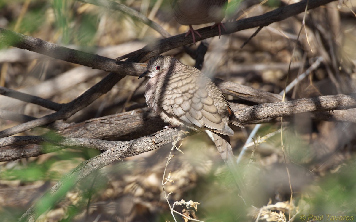 Inca Dove - ML36680971