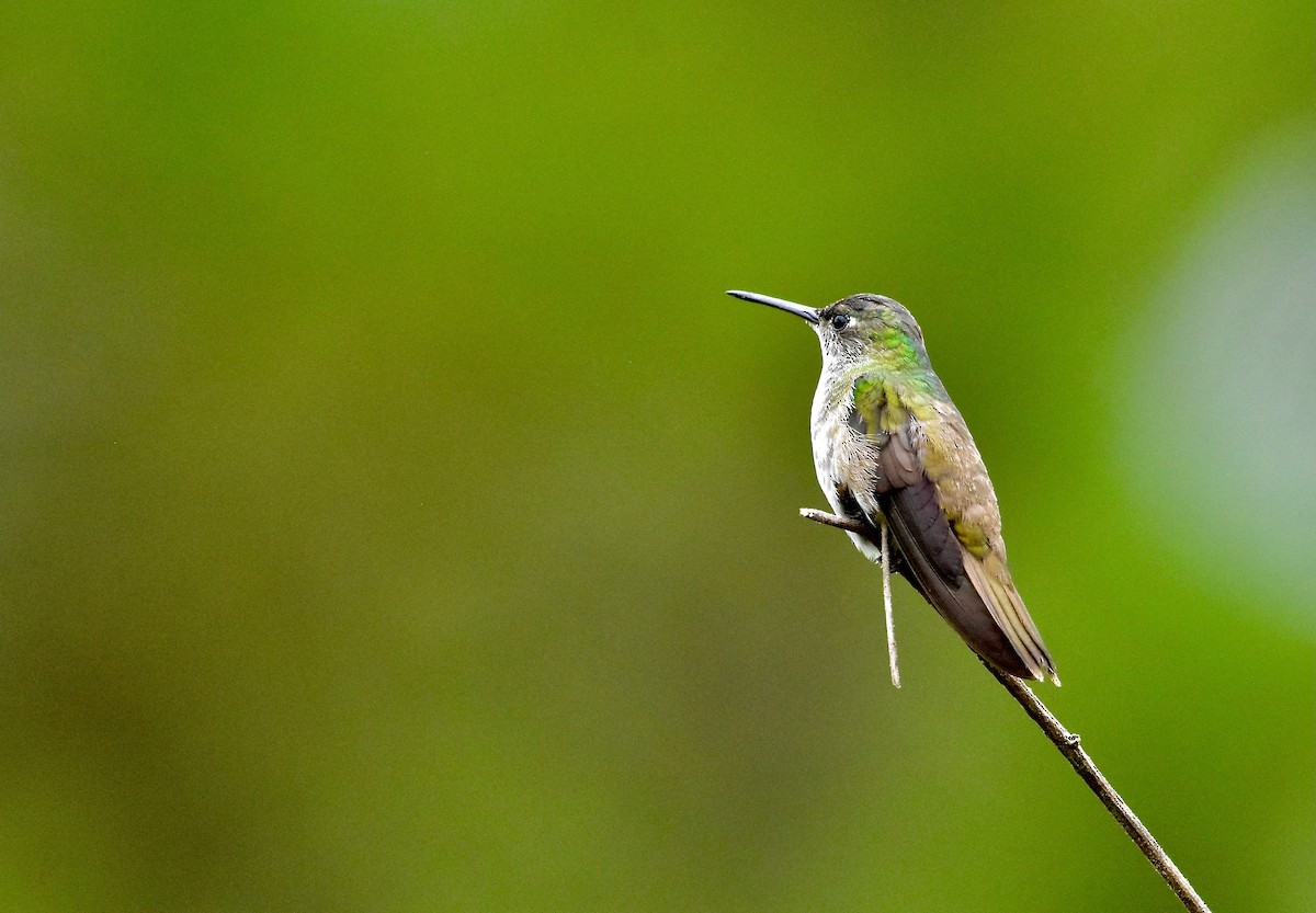 Azure-crowned Hummingbird - ML366811031