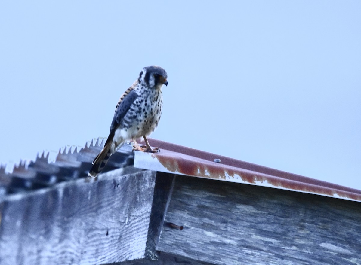 American Kestrel - Romel Romero