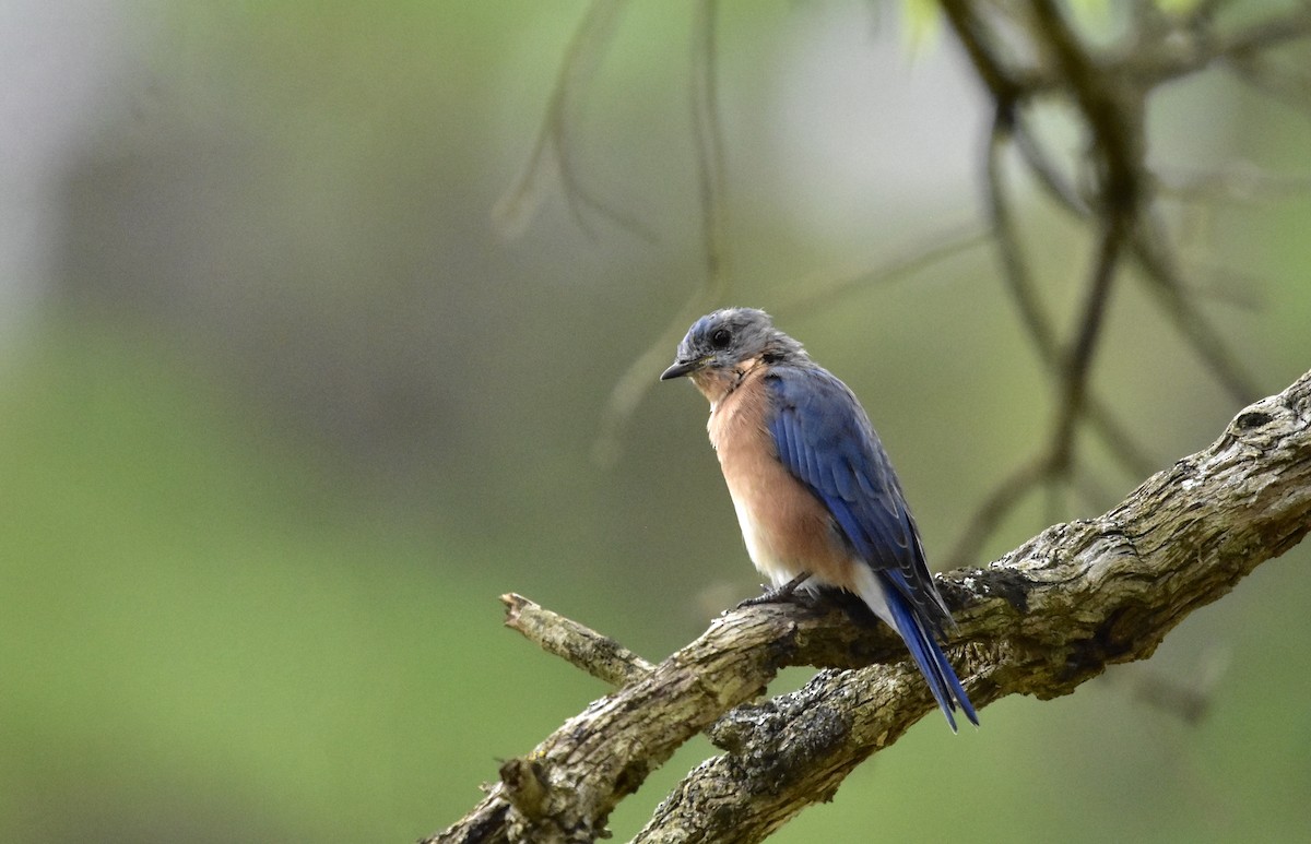 Eastern Bluebird - ML366812261