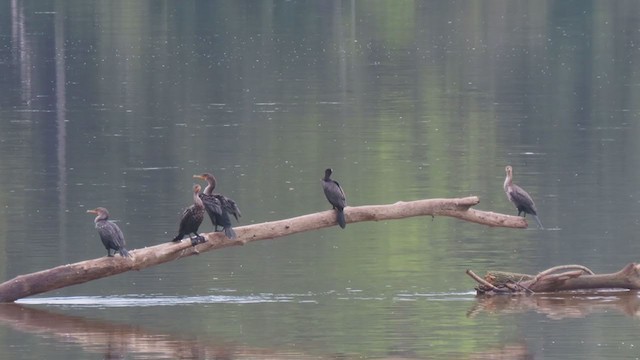 Cormorán Biguá - ML366813451