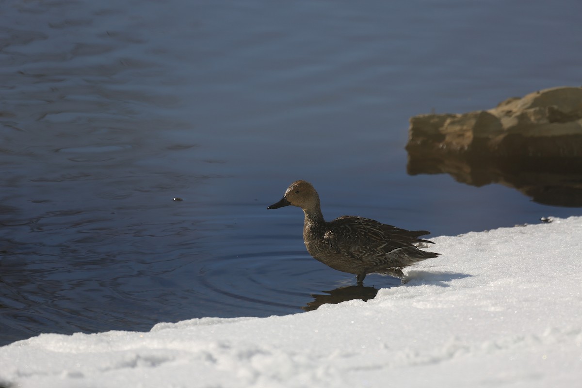 Northern Pintail - ML36681351