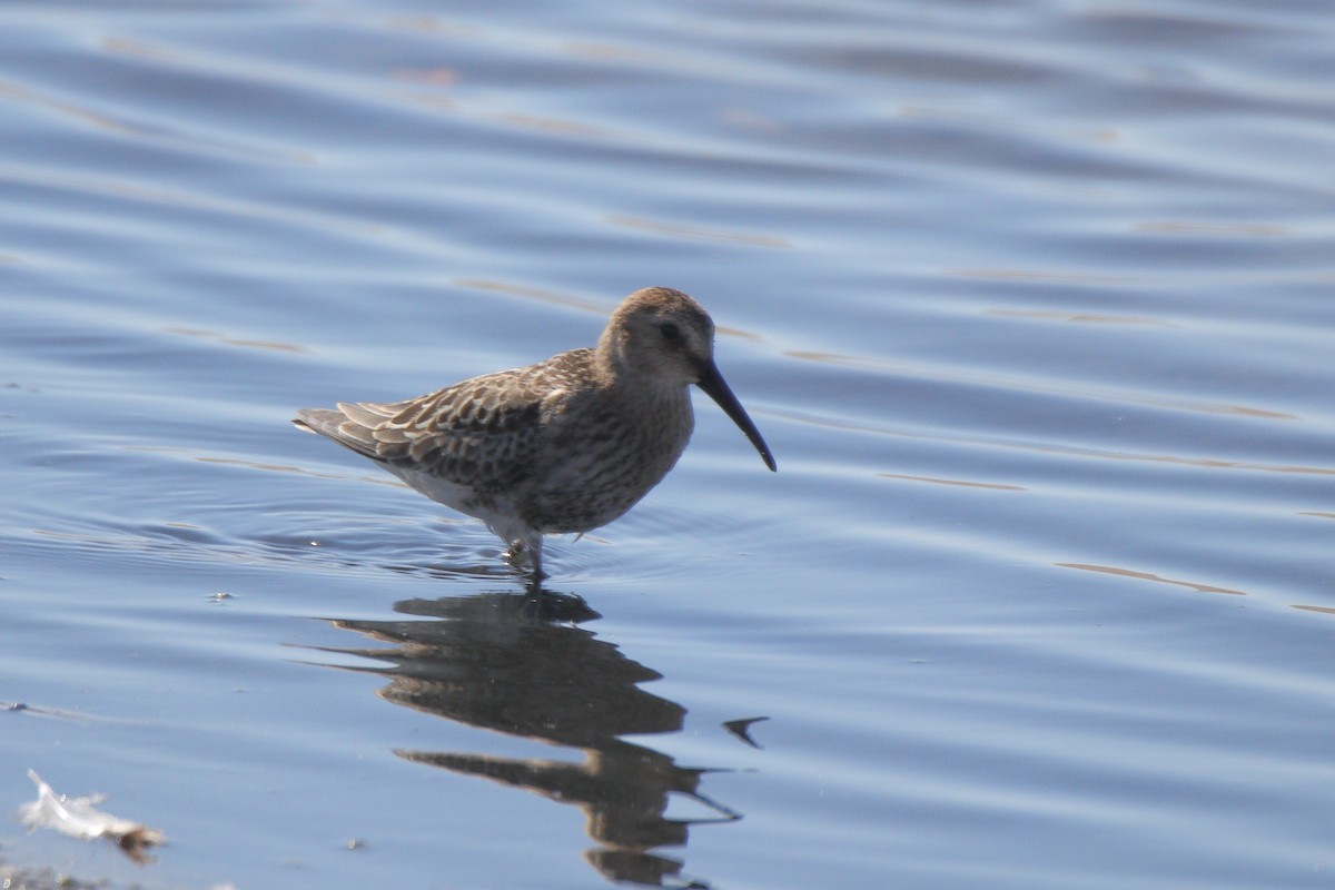 Curlew Sandpiper - ML366818571