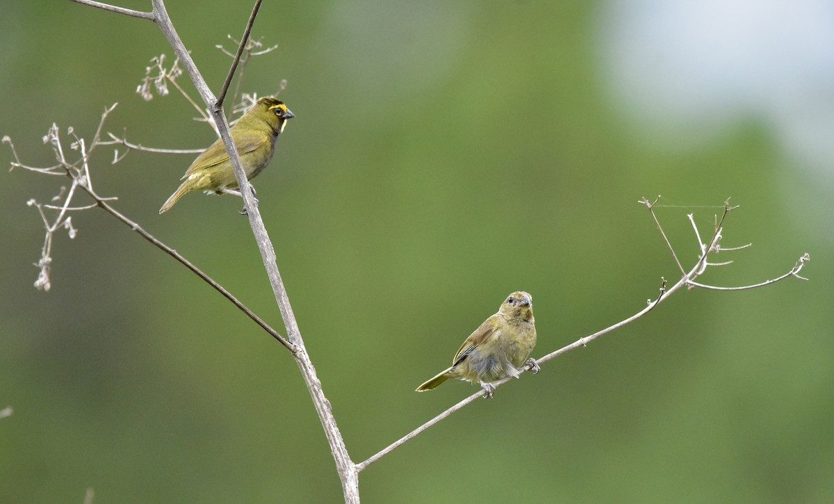 Yellow-faced Grassquit - ML366819691