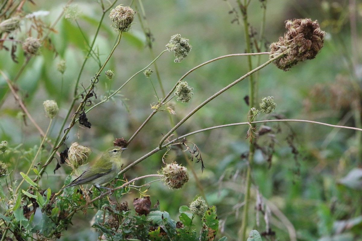 Tennessee Warbler - ML366820291