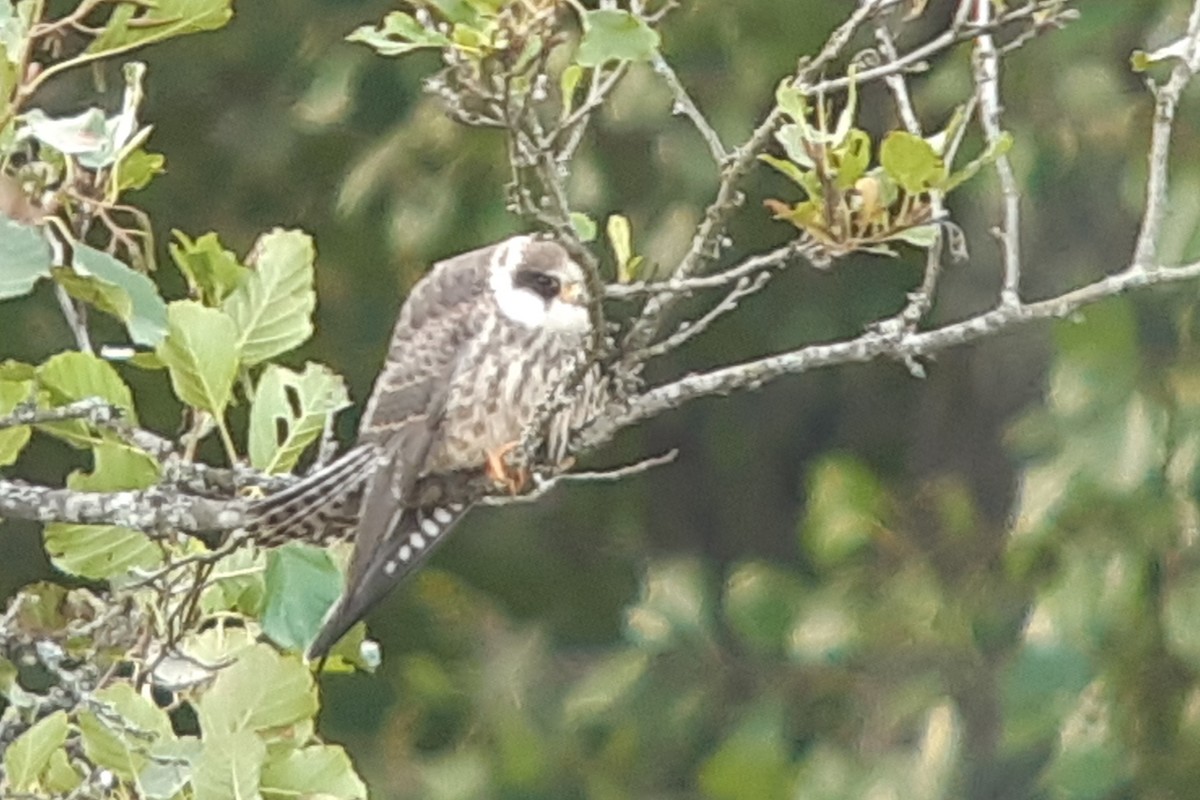 Red-footed Falcon - Arto Keskinen