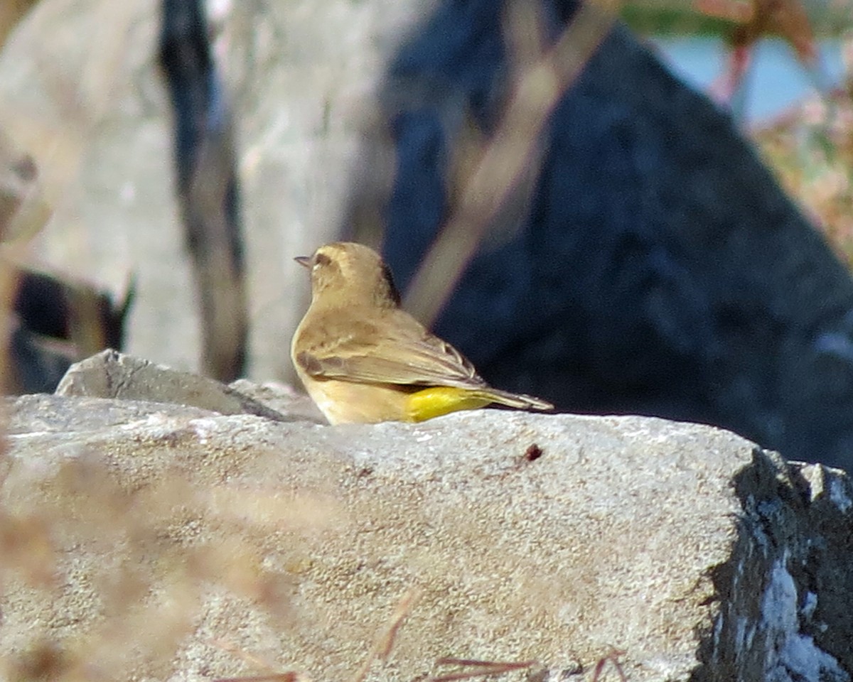 Palm Warbler - Scott Santino