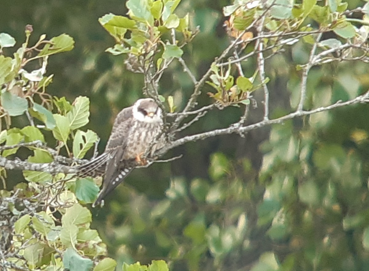 Red-footed Falcon - ML366822571