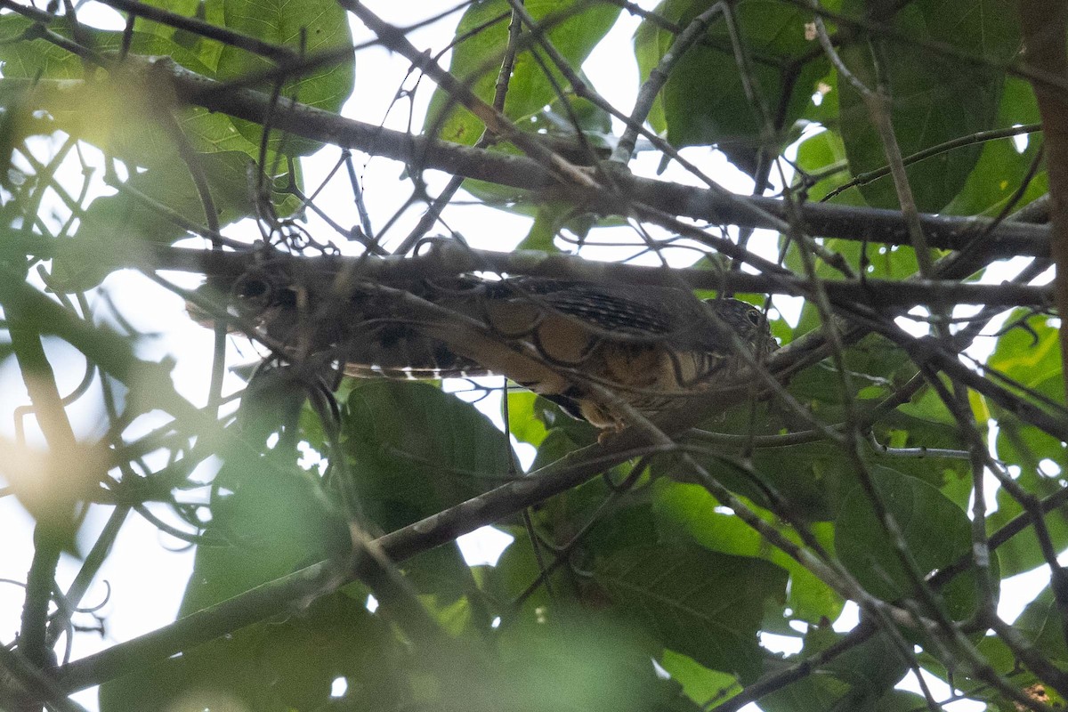 Dusky Long-tailed Cuckoo - ML366824851