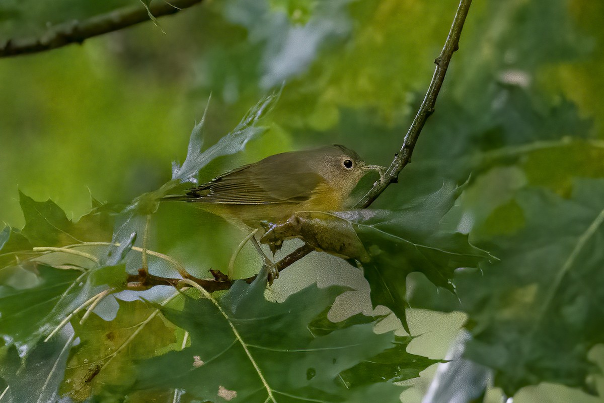 Nashville Warbler - ML366825761