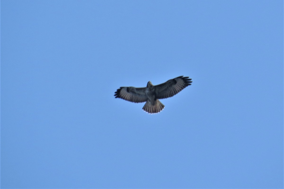 Common Buzzard - ML366826921