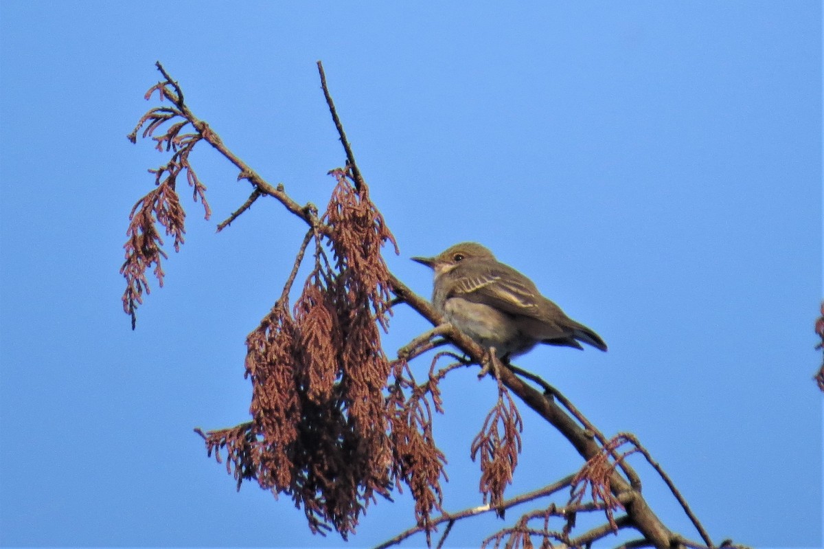 Spotted Flycatcher - Gregor Tims