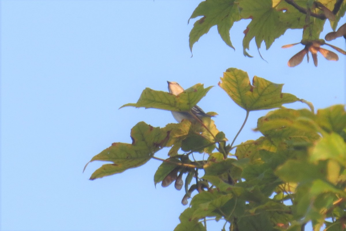 European Pied Flycatcher - Gregor Tims