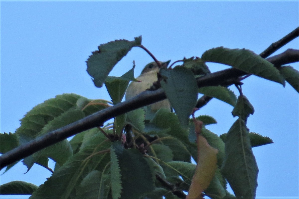 European Pied Flycatcher - Gregor Tims