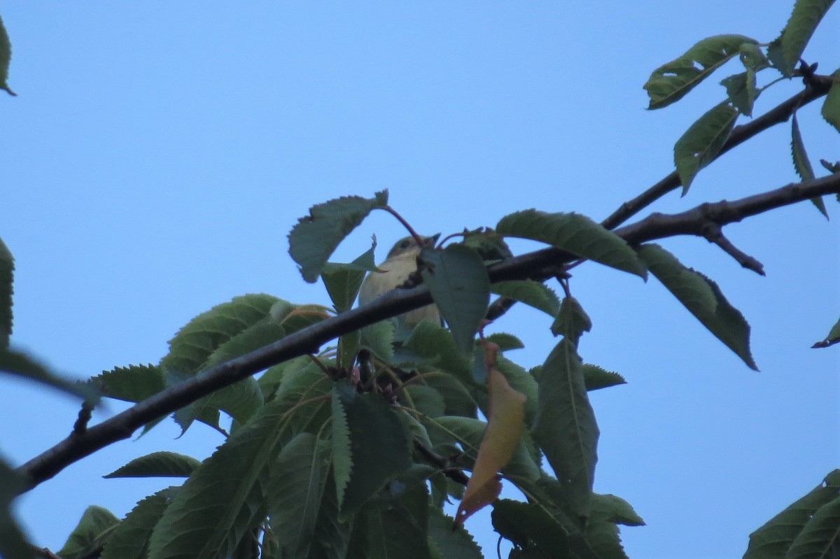 European Pied Flycatcher - ML366827181