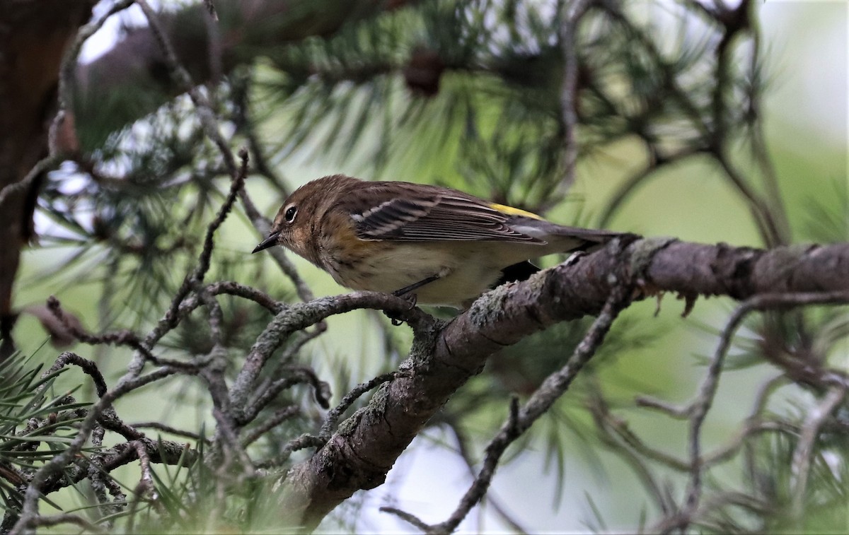 Yellow-rumped Warbler - Lynda Noel