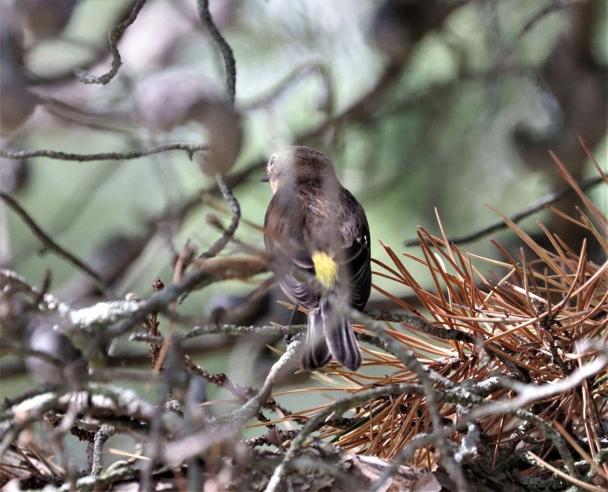 Yellow-rumped Warbler - ML366827491