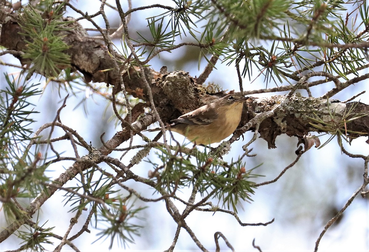 Pine Warbler - ML366827651