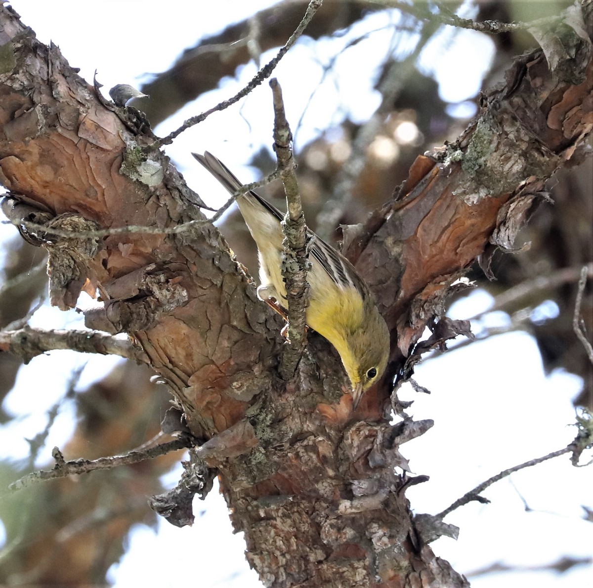 Pine Warbler - Lynda Noel