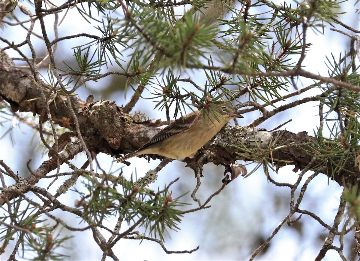 Pine Warbler - Lynda Noel