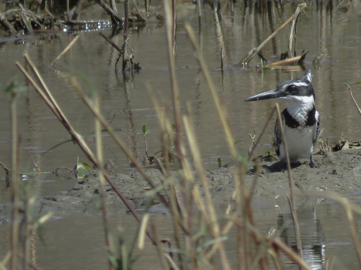 Pied Kingfisher - ML36682821
