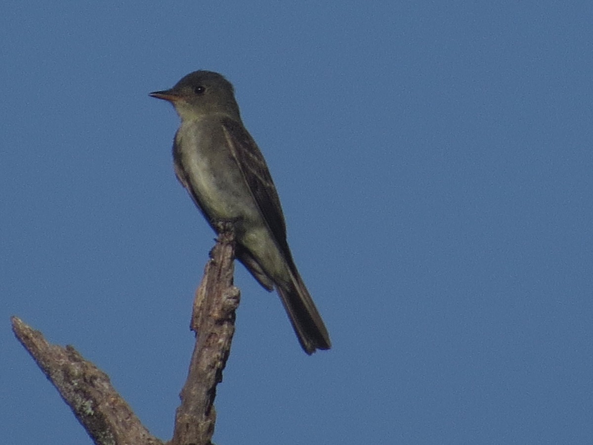 Olive-sided Flycatcher - Lora Reynolds