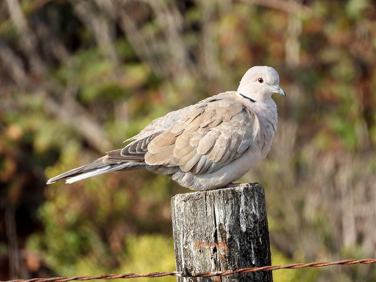 Eurasian Collared-Dove - ML366830111