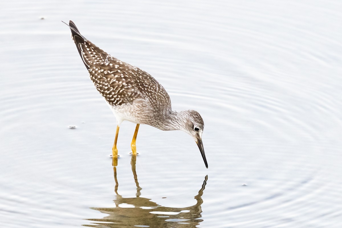 Lesser Yellowlegs - ML366830661