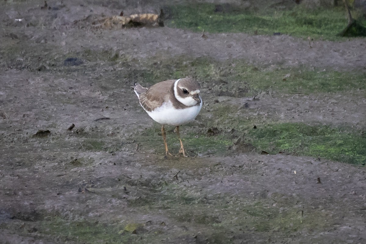 Semipalmated Plover - ML366831121