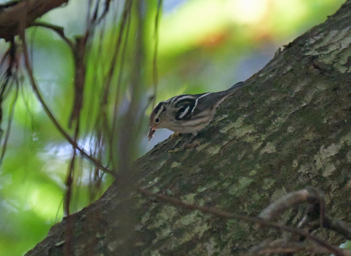 Black-and-white Warbler - ML366831861