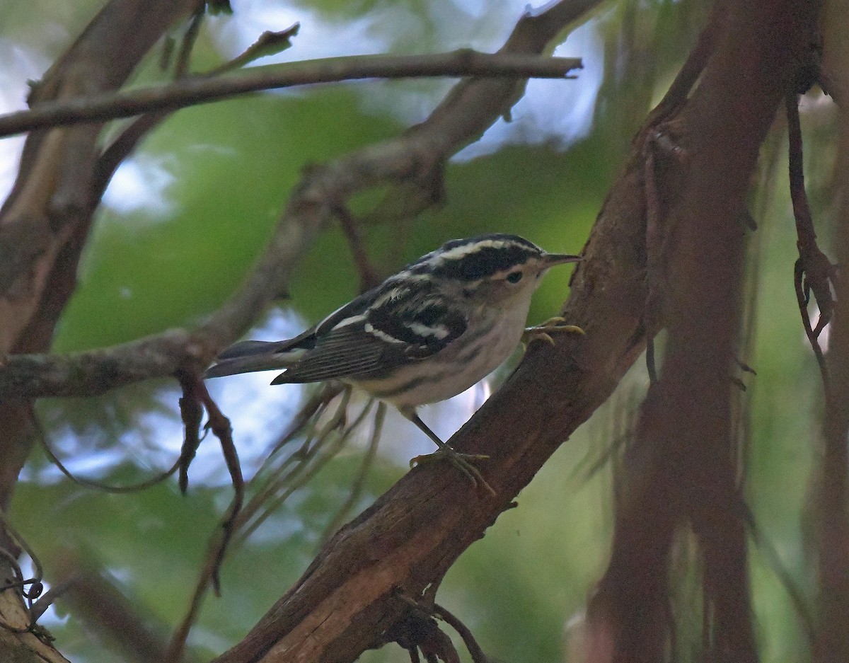 Black-and-white Warbler - ML366832021