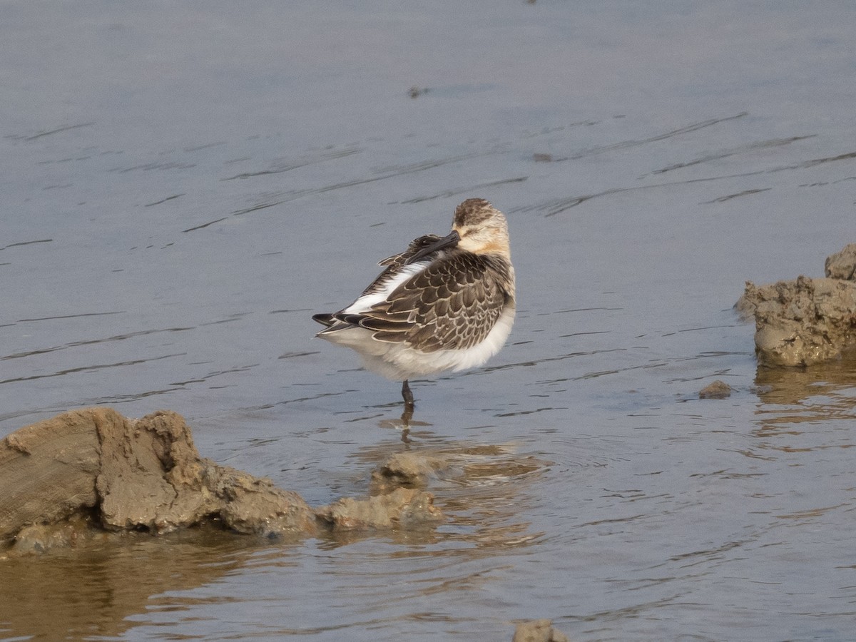 Curlew Sandpiper - ML366833431