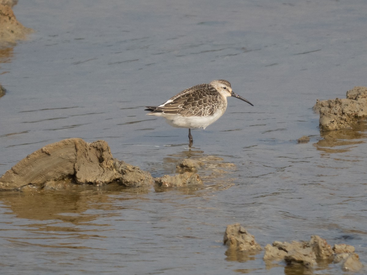 Curlew Sandpiper - ML366833441