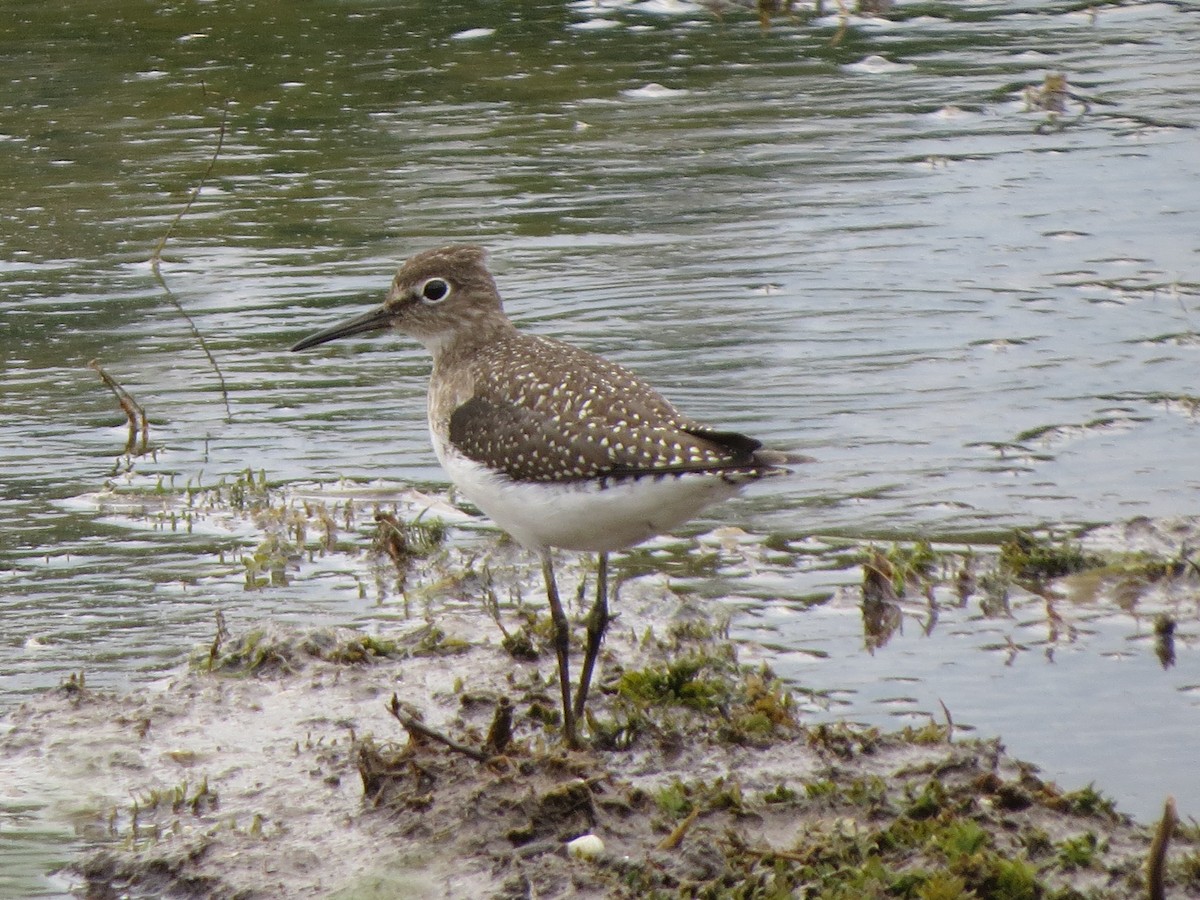 Solitary Sandpiper - ML366833461