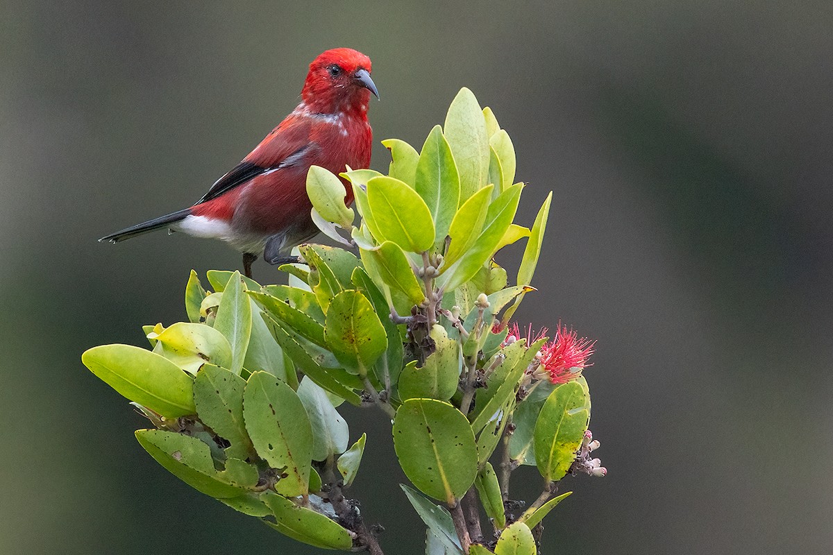 Apapanekleidervogel - ML366833881