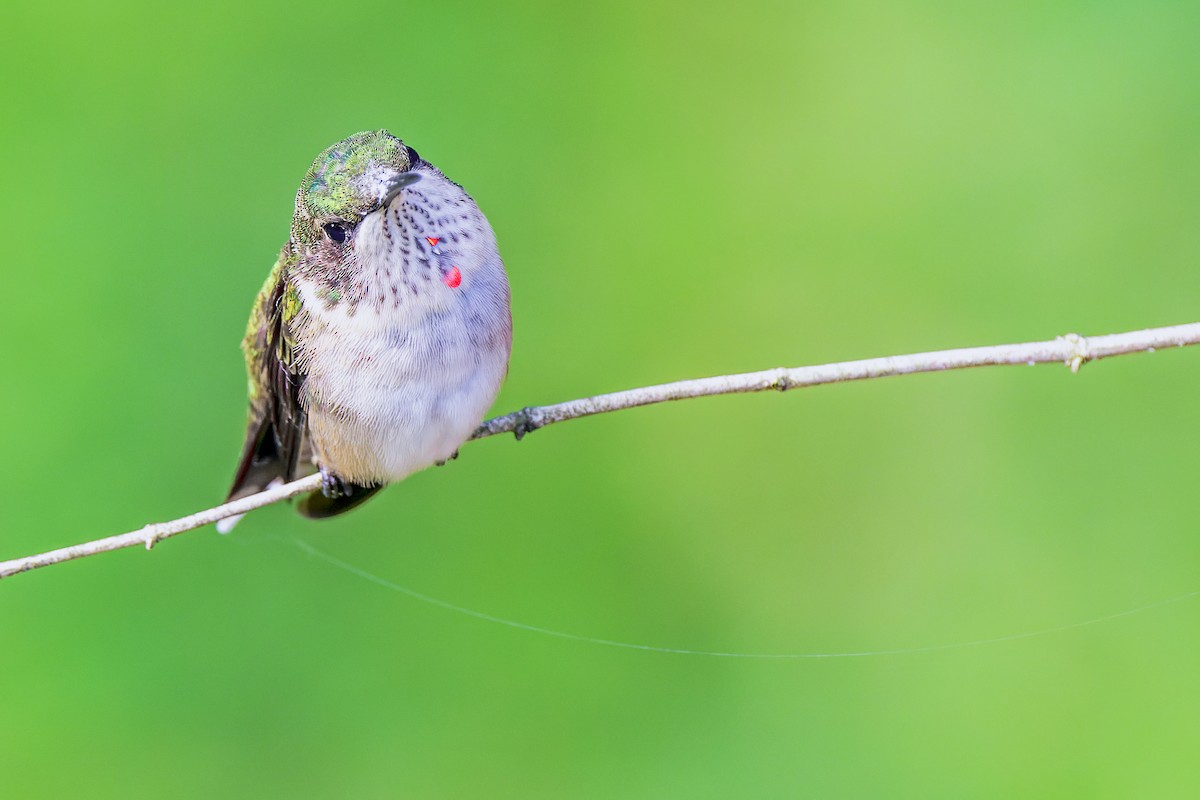 Ruby-throated Hummingbird - ML366834481