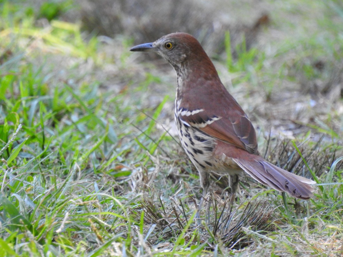Brown Thrasher - ML366838681