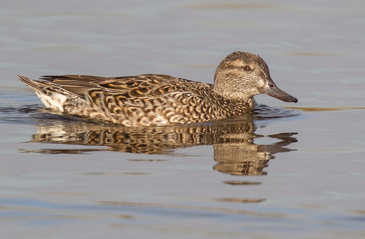 Green-winged Teal - ML366841461