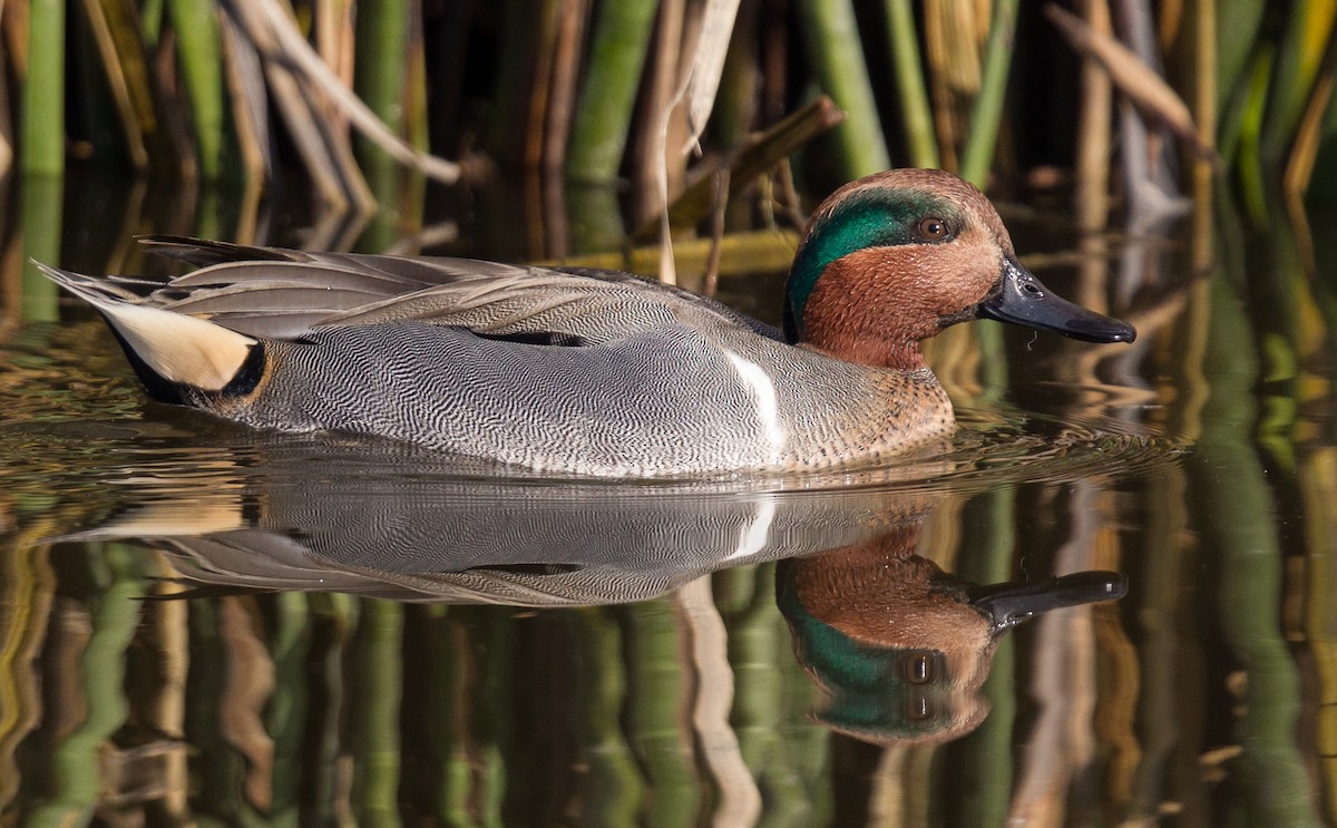 Green-winged Teal - ML366841501