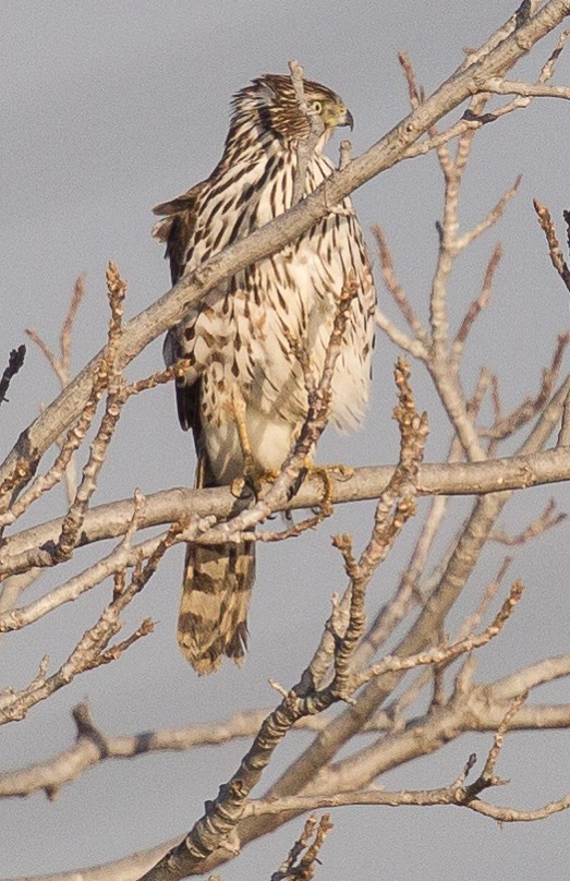 Cooper's Hawk - ML366841771