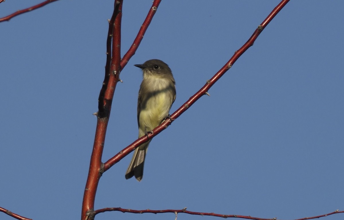 Eastern Phoebe - Scott Severs