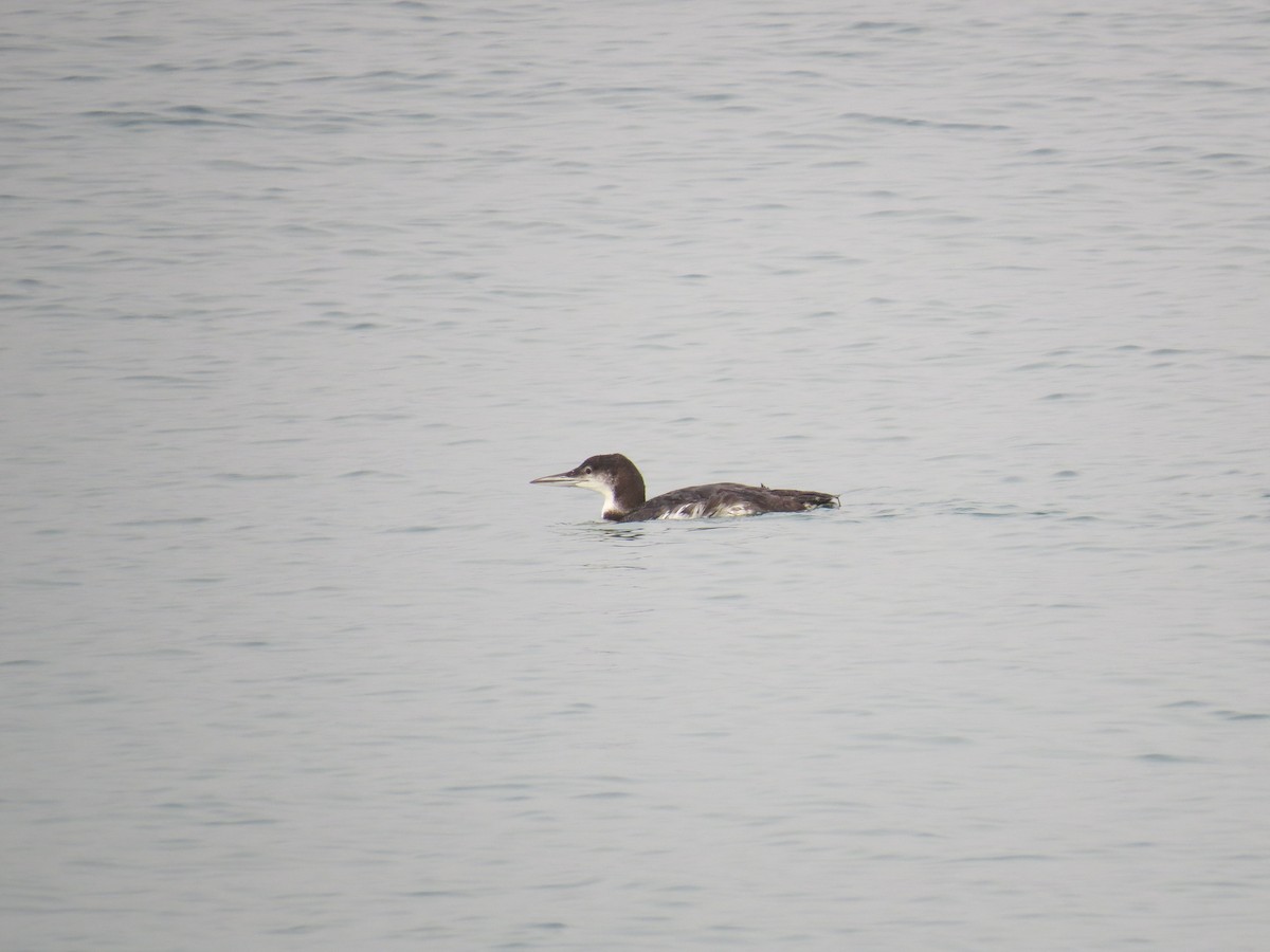 Common Loon - ML366843771