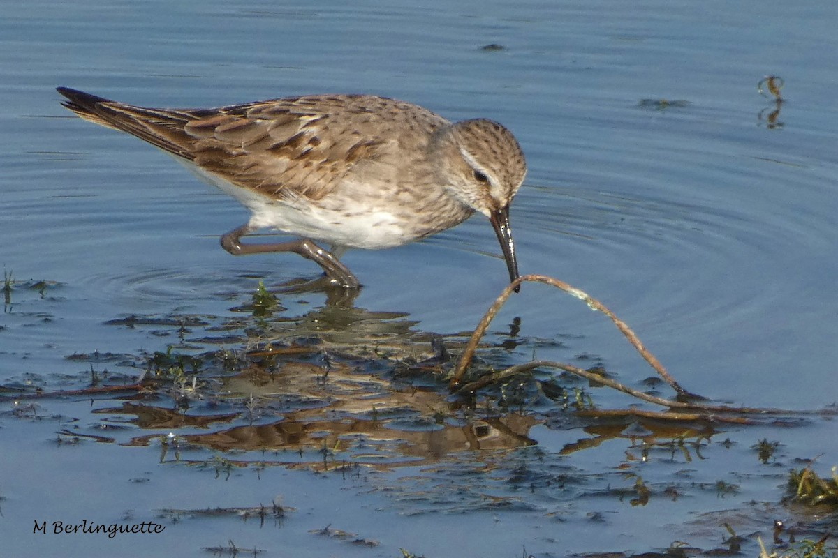 White-rumped Sandpiper - ML366846041