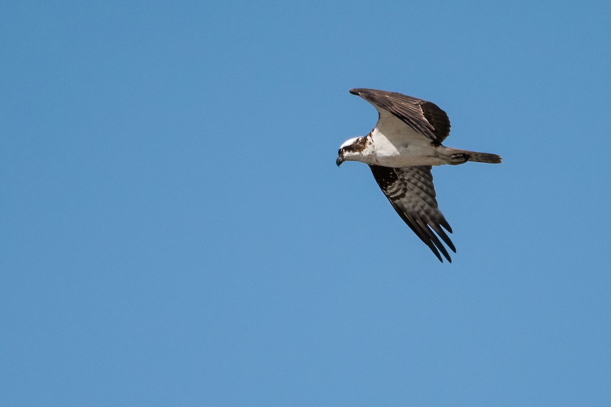 Balbuzard pêcheur - ML366847721