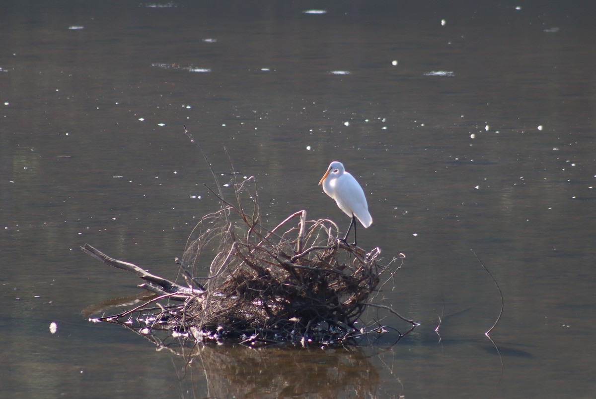 Great Egret - ML366849291