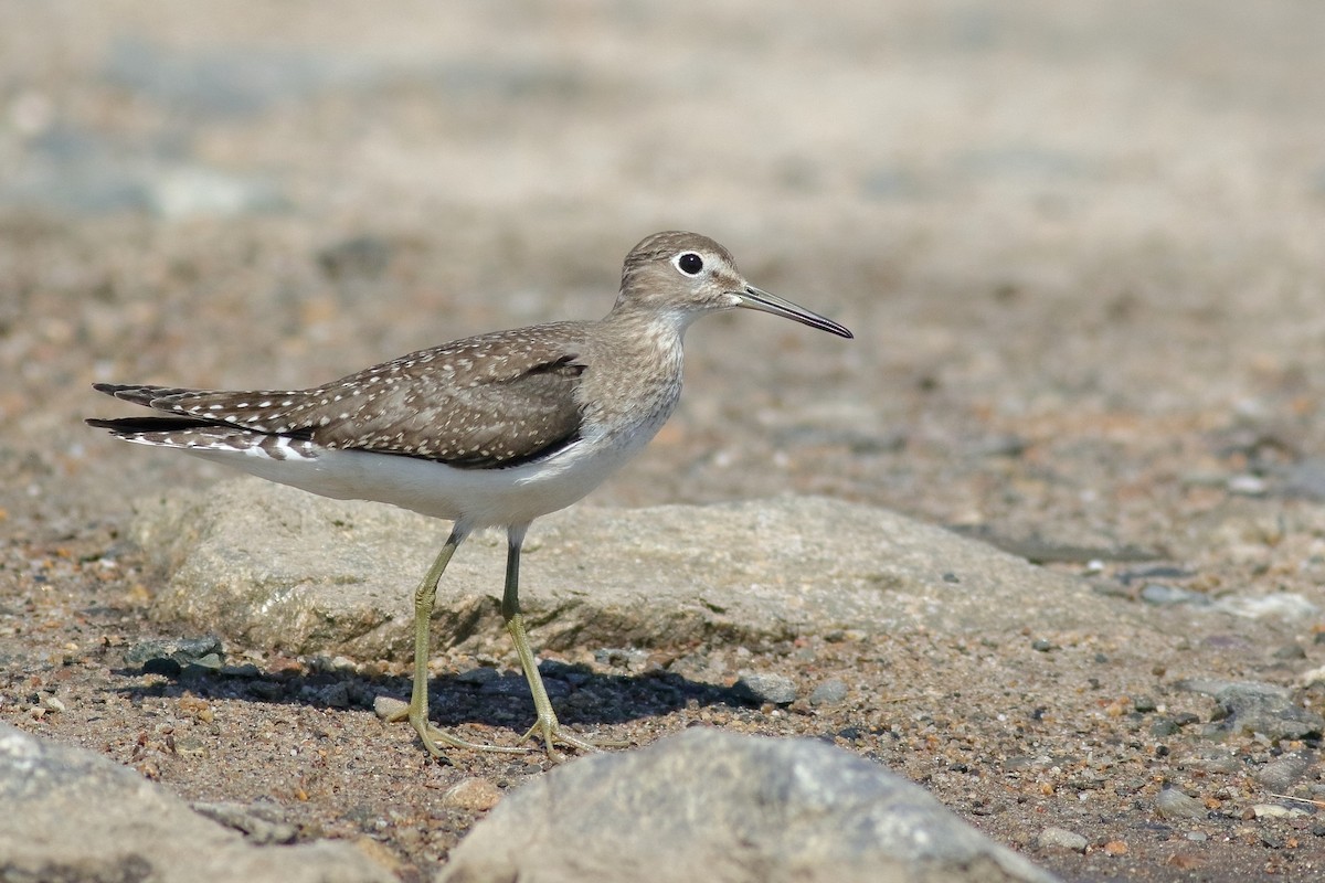 Solitary Sandpiper (solitaria) - ML366851251