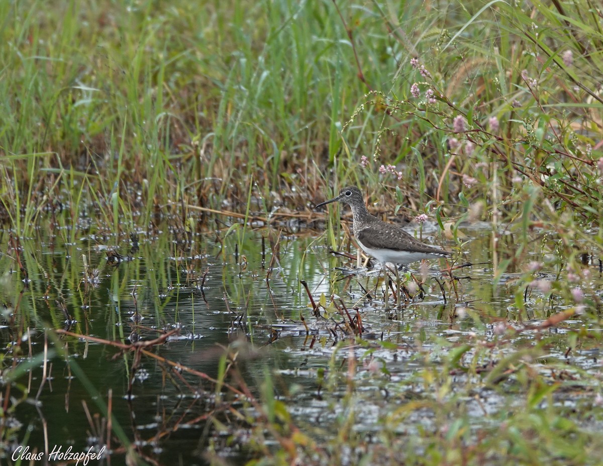 vodouš samotářský - ML366857791